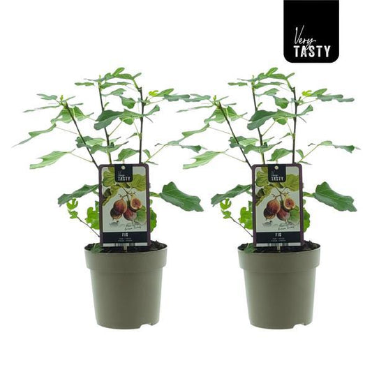 🌳 Ficus carica ‘Brown Turkey’ – Vijgenboom (2 stuks)