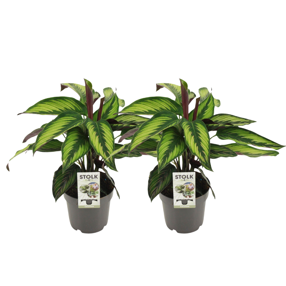 🌿 Calathea Majestica ‘Princeps’ | Luxe Set (2 Stuks)