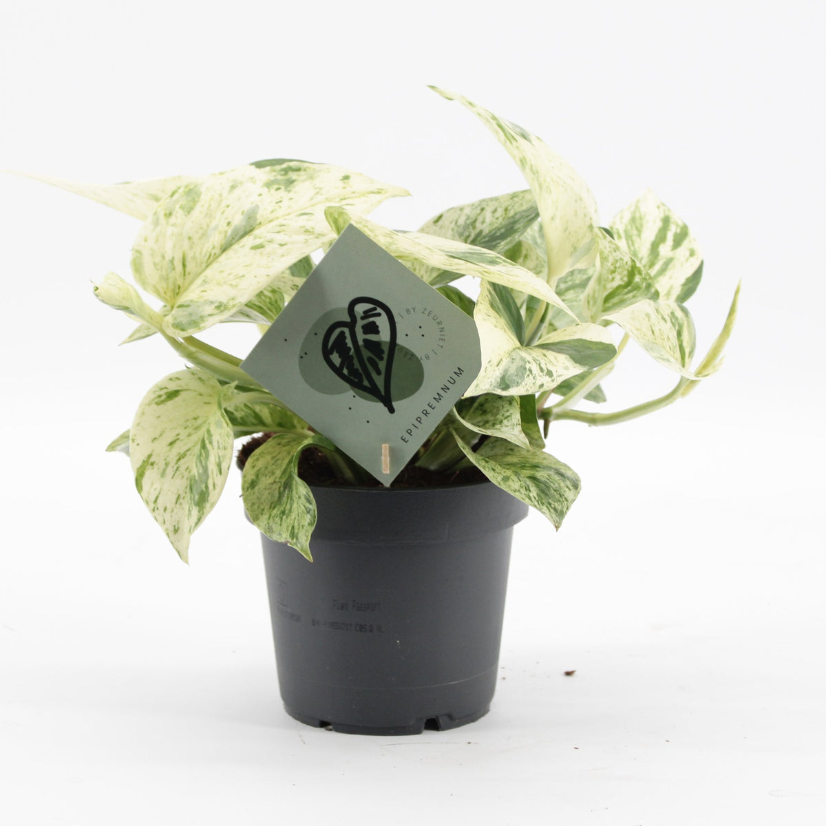 🤍 Epipremnum ‘Snow Leopard’ – Crème-wit bonte kamerplant