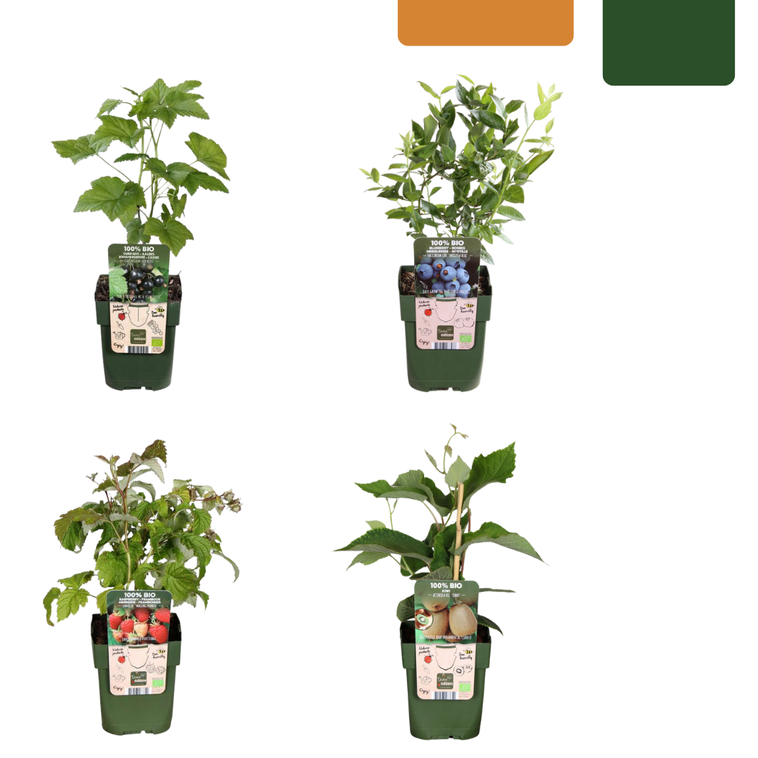 🍓 Zomervruchten BIO Fruitplanten Mix – Framboos, Blauwe Bes, Kiwi & Braam (4 stuks)