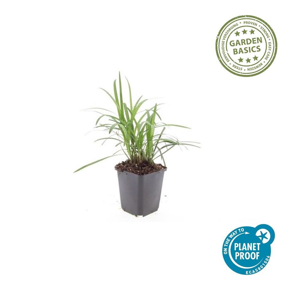 🌿 Liriope muscari 'Monroe White' | Leliegras (48 Stuks)