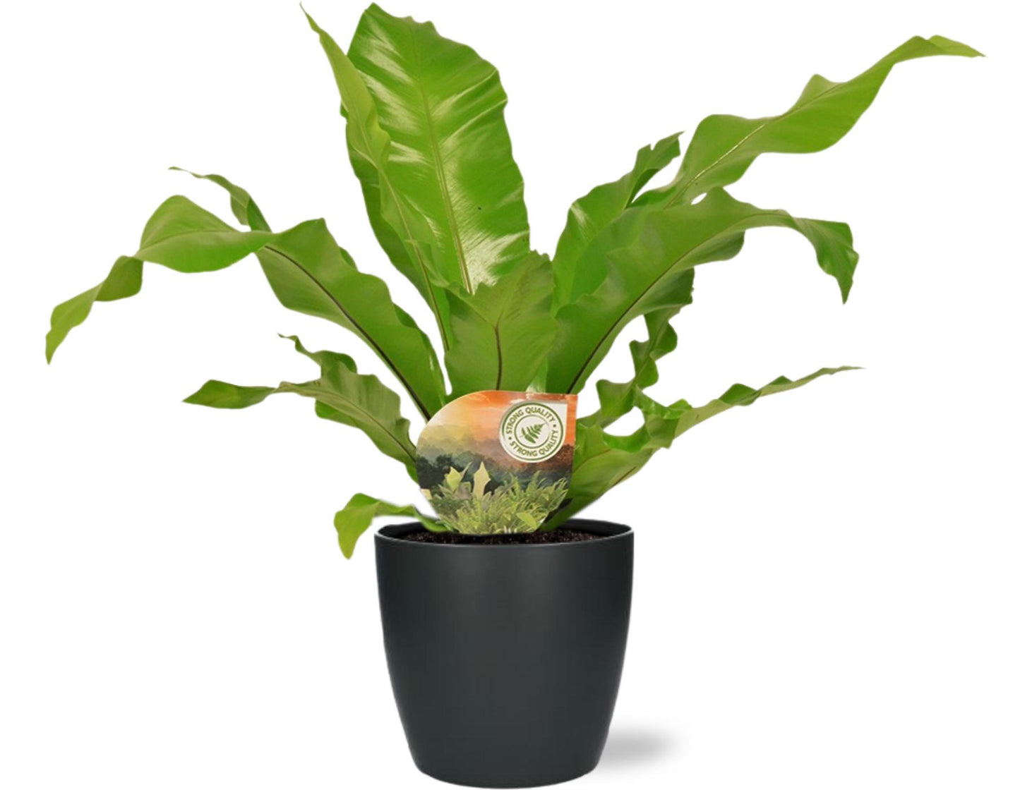 🌿 Asplenium Nidus + Brussels Pot Antraciet | Nestvaren Set