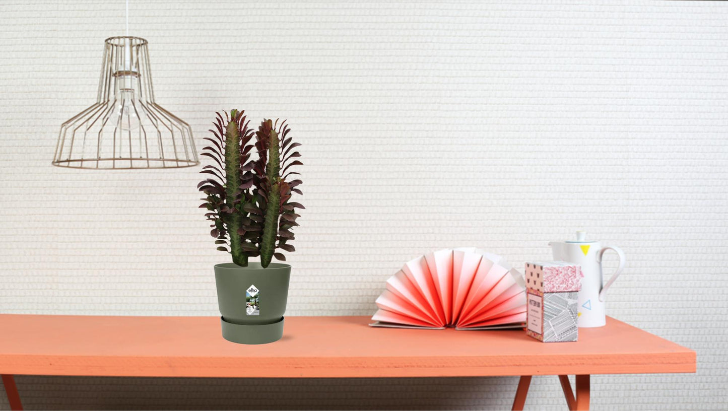 🌵 Euphorbia Trigona ‘Rubra’ | Afrikaanse Melkboom