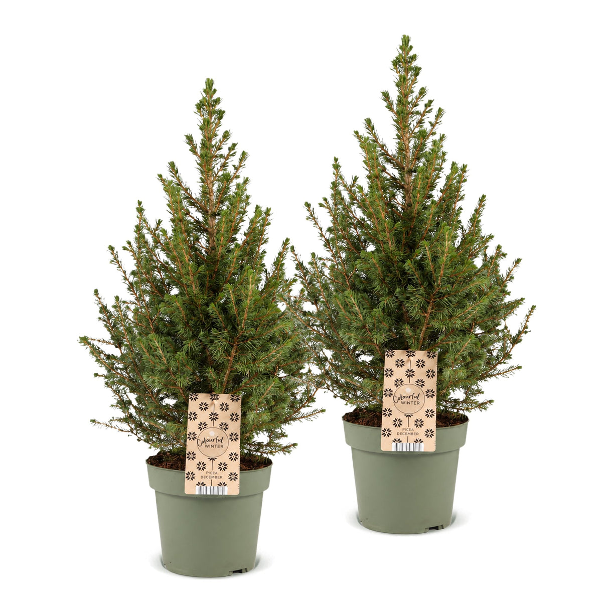🎄 Picea glauca ‘Conica’ – Groene kegelspar | (2 stuks)