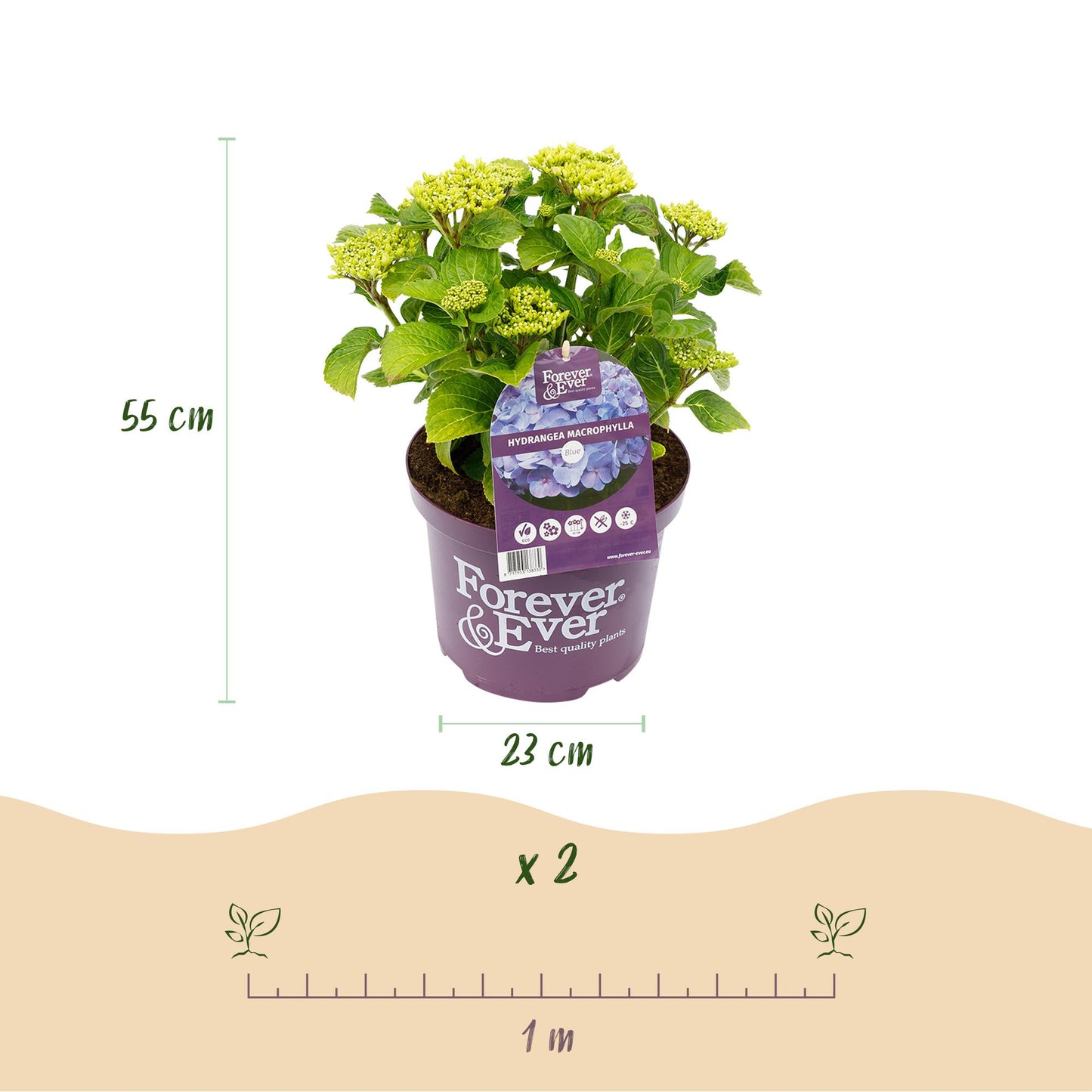 💙 Hydrangea Forever & Ever Blauw – Hortensia | (2 stuks)