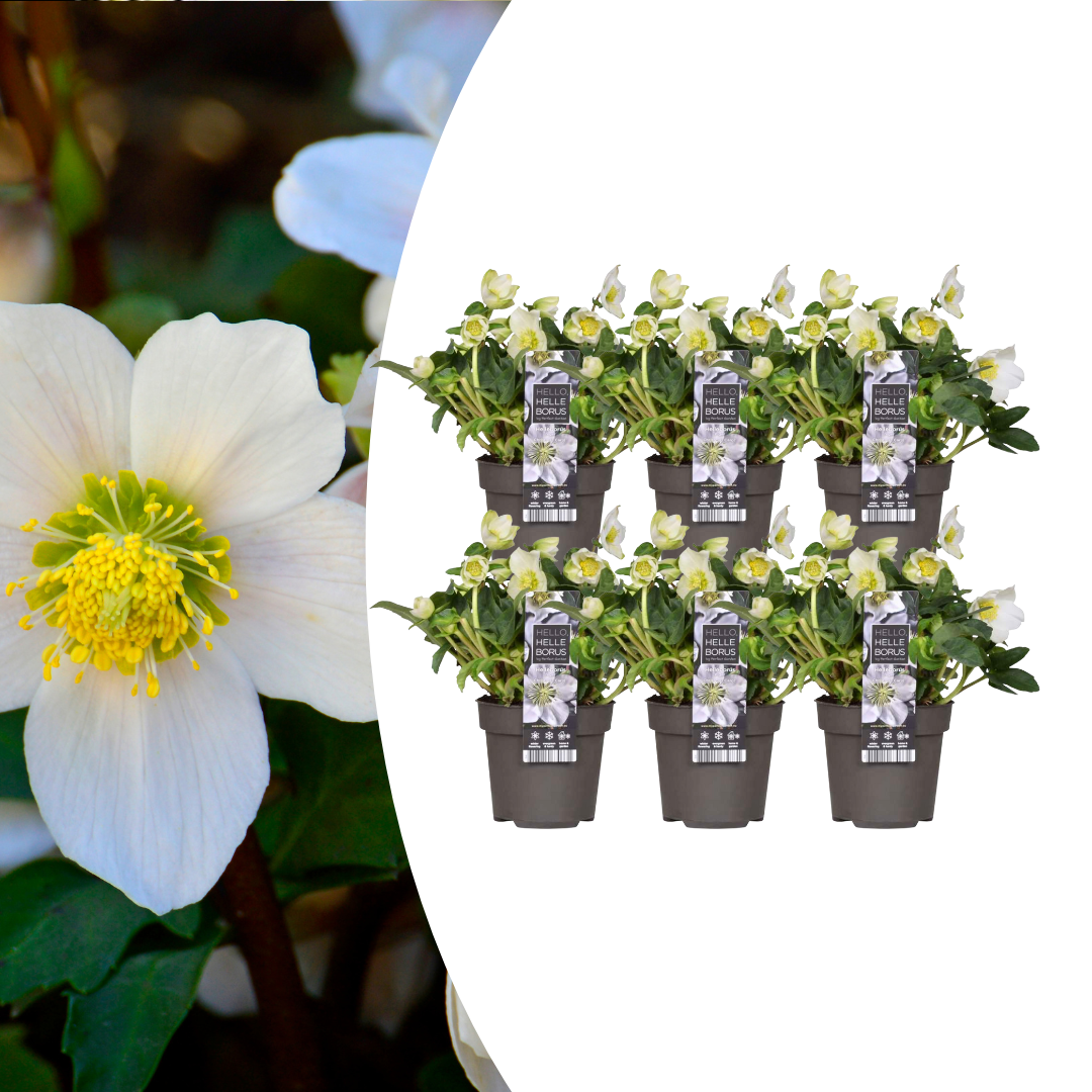 ❄️ Helleborus niger ‘Christmas Carol’ | Witte Kerstroos – Winterbloei | (6 stuks)