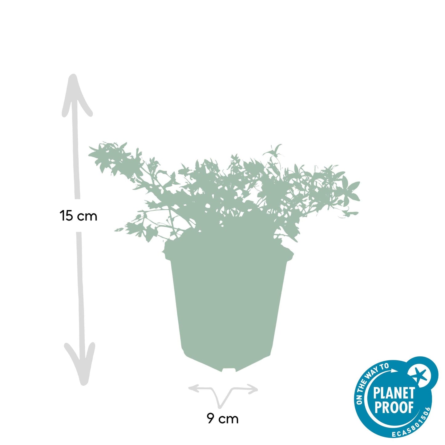 🌸 Campanula ‘Stella’ – Winterharde Bloeiende Bodembedekker (24 stuks)