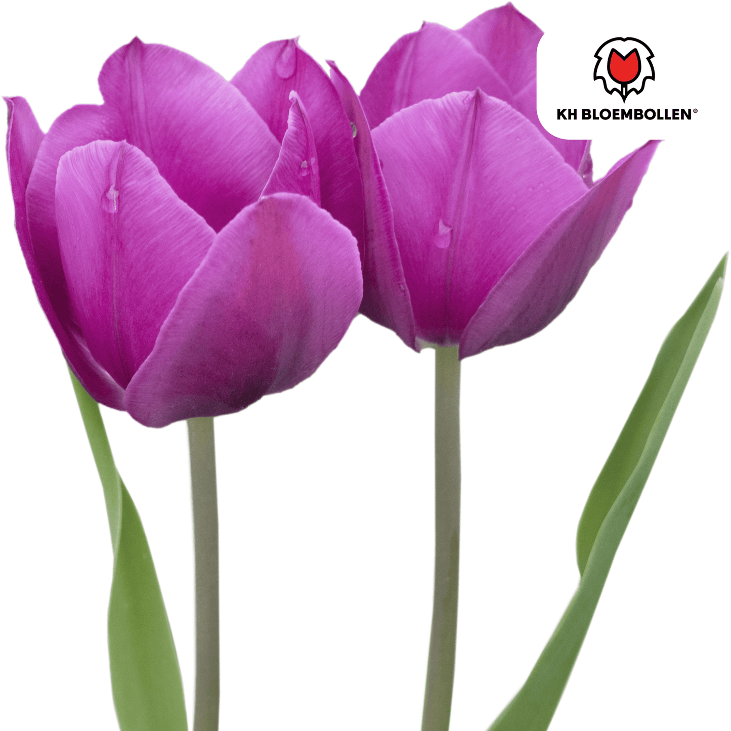 🌷 Tulpenbollen ‘Purple Prince’ – Paarse Tulp (20 Stuks)