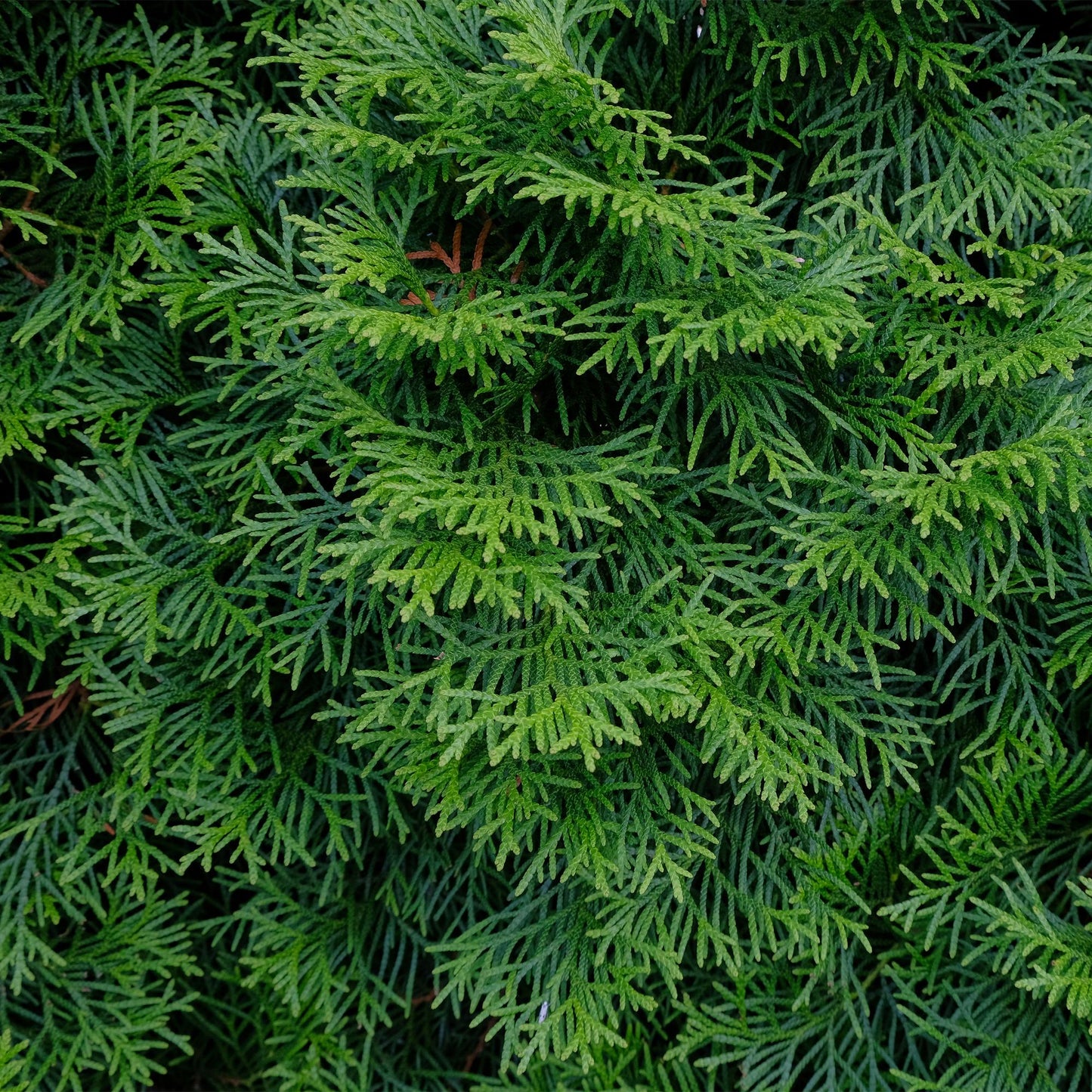 🌿 Thuja occidentalis ‘Smaragd’ | Haagplant (6 Stuks)