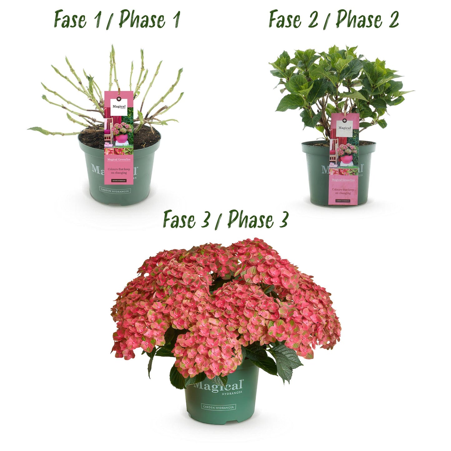 🌸 Hydrangea ‘Magical Green Fire’ – Roze Groene Hortensia | (2 stuks)