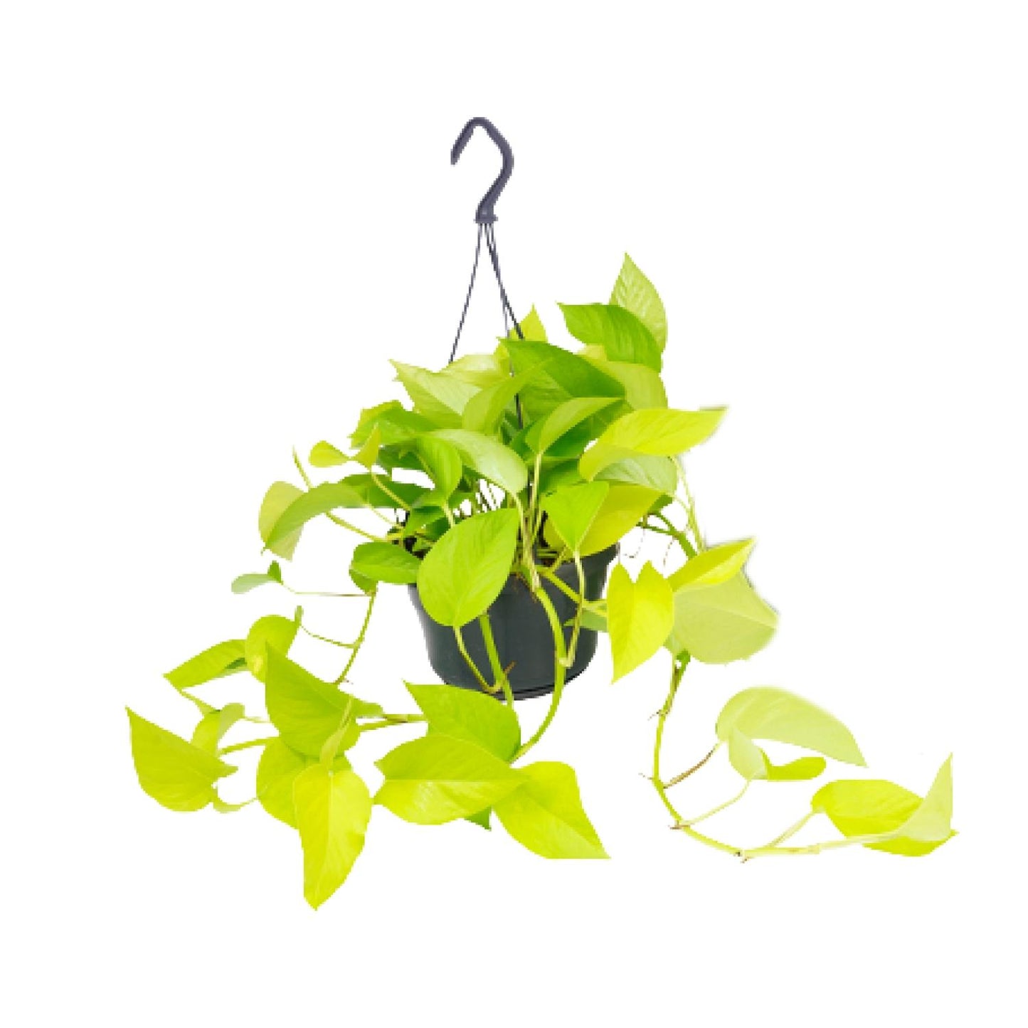 🌿 Epipremnum Golden Pothos - Scindapsus