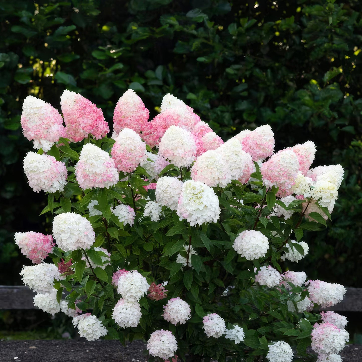 🌸 Hydrangea panniculata ‘Living Pink & Rose’ – Pluimhortensia | (3 stuks)