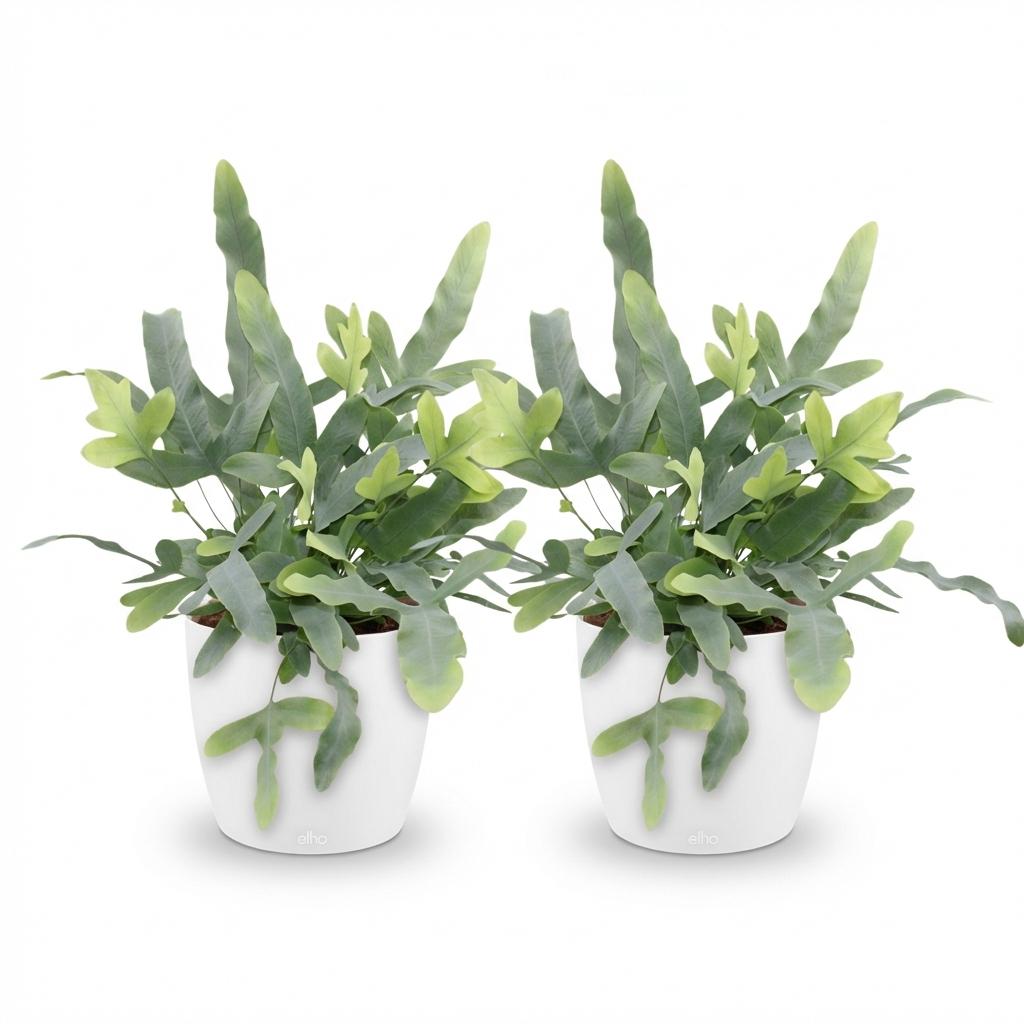 🌿 Phlebodium Blue Star | Diervriendelijke Blauwe Varen met Witte Pot (2 stuks)