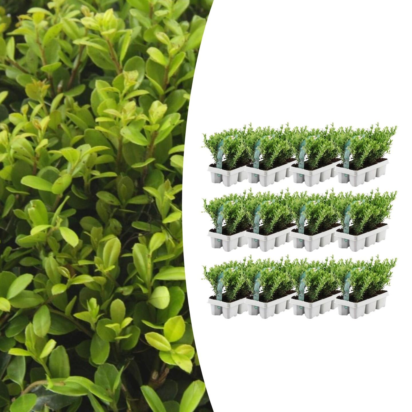 🌿 Ilex crenata ‘Jenny’ | Buxus Vervanger (72 Stuks – 12x 6-pack)