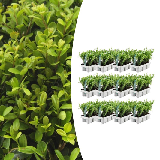 🌿 Ilex crenata ‘Jenny’ | Buxus Vervanger (72 Stuks – 12x 6-pack)