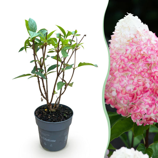 🌸 Hydrangea panniculata ‘Living Pink & Rose’ – Pluimhortensia