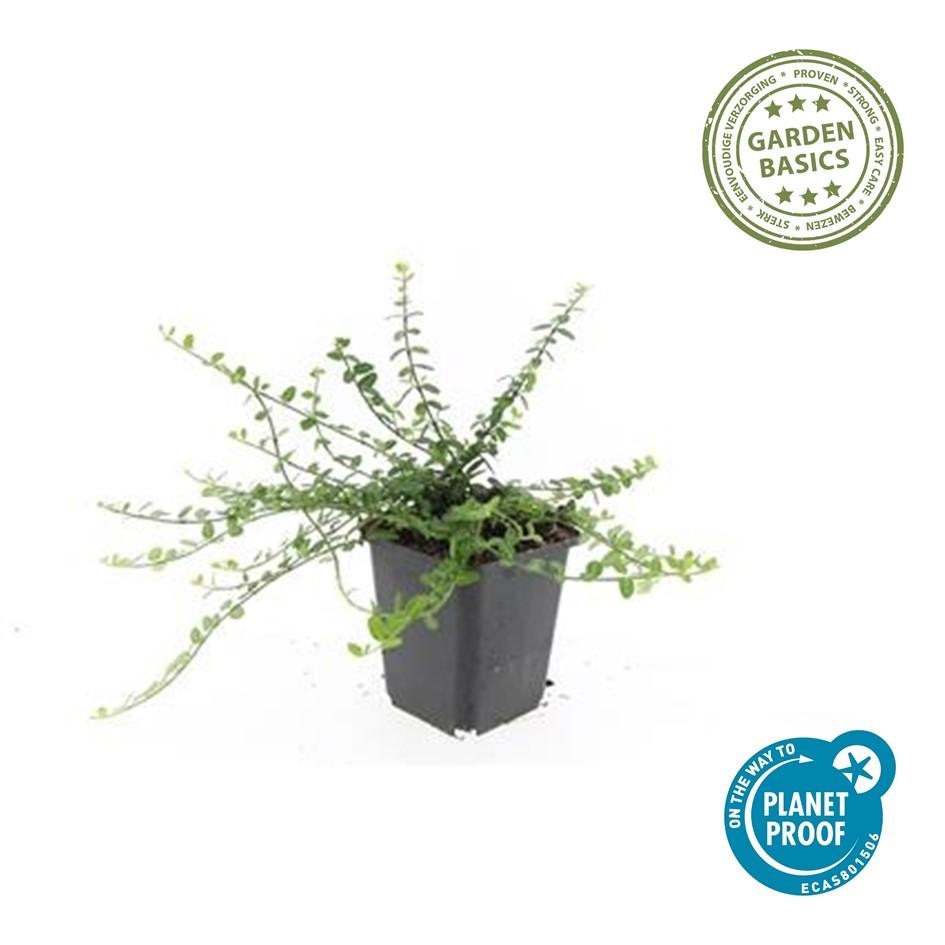 🌿 Euonymus fortunei ‘Minimus’ | Fijne Bodembedekker (48 Stuks)