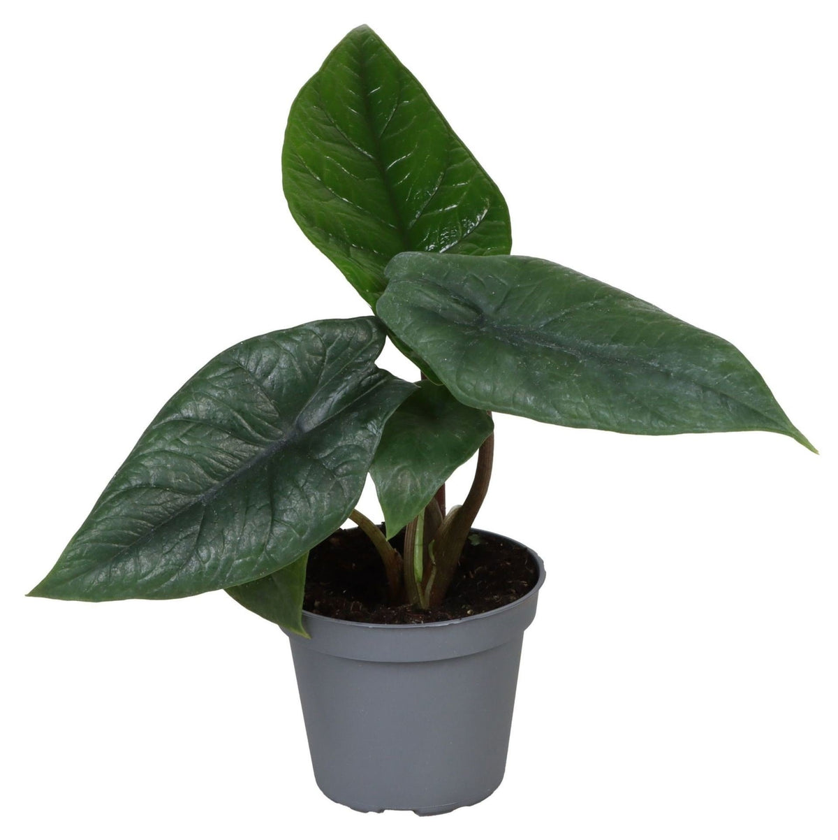 🌿 Alocasia scalprum – Donkergroene tropische bladplant