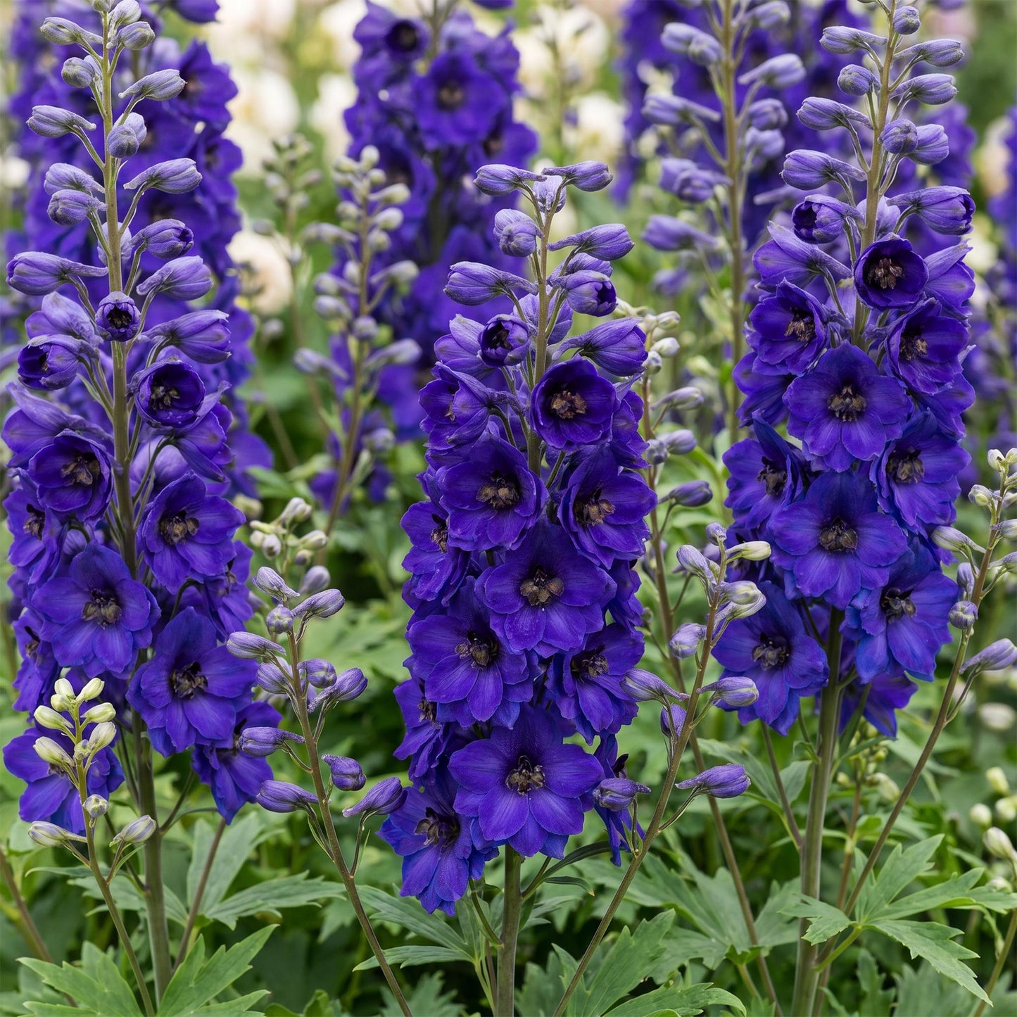 🌿 Delphinium (Pacific) 'Black Knight' – Ridderspoor | 3 stuks