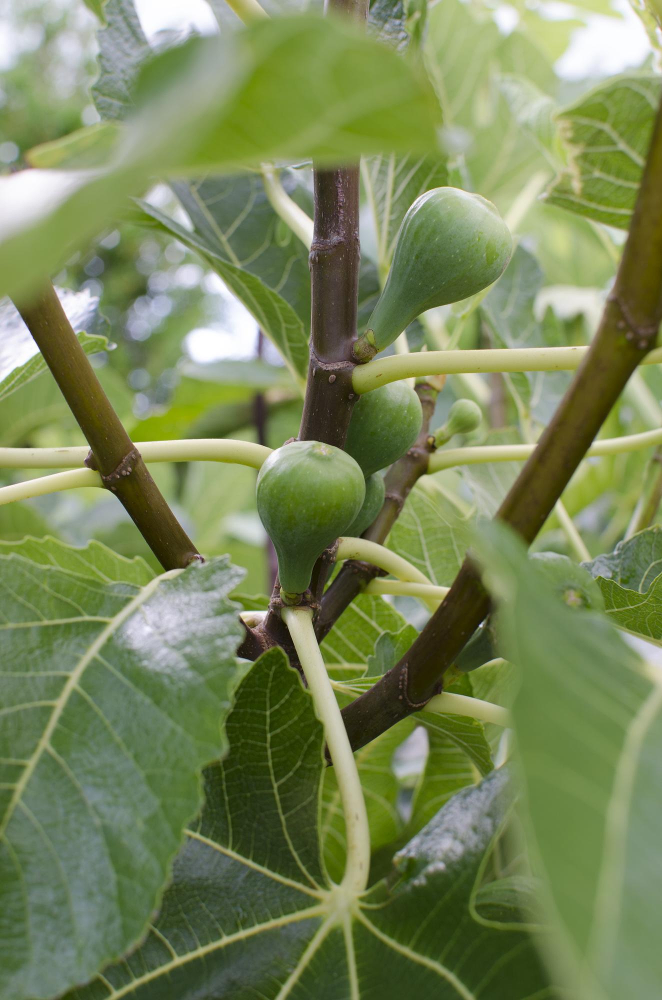 🌿 Ficus Gustissimo ‘Perretta’ – Kamerplant – Ø19 cm / Ø13 cm – ↕50 cm / 45 cm