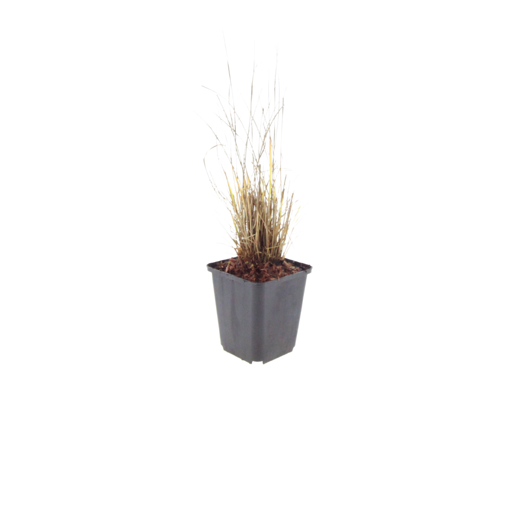 🌾 Calamagrostis brachytricha | Bloeiend Siergras (48 Stuks)