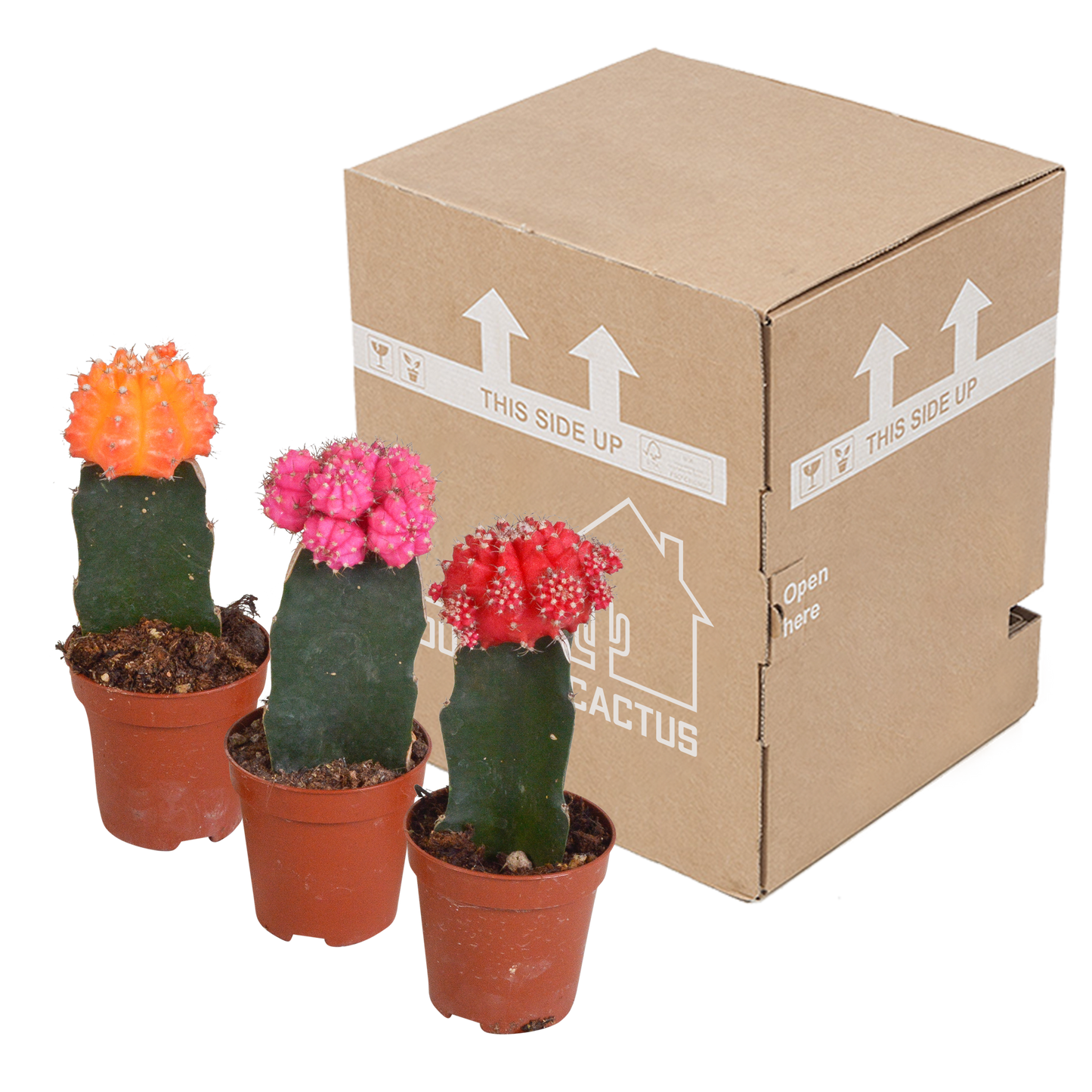 🌵 Euphorbia meloformis variegata & Gymnocalycium mix (3 stuks)