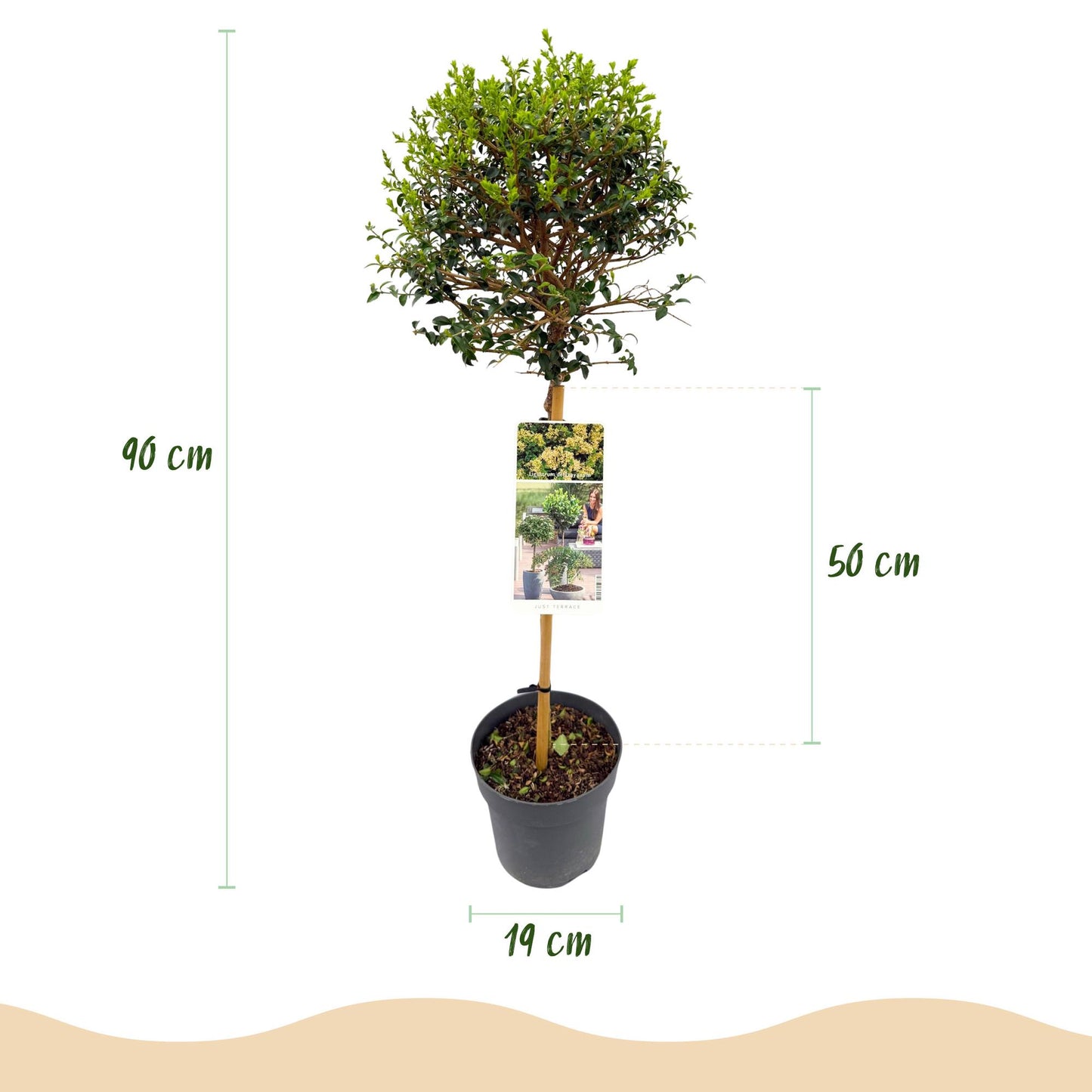 🌿 Ligustrum delavayanum – Liguster op Stam