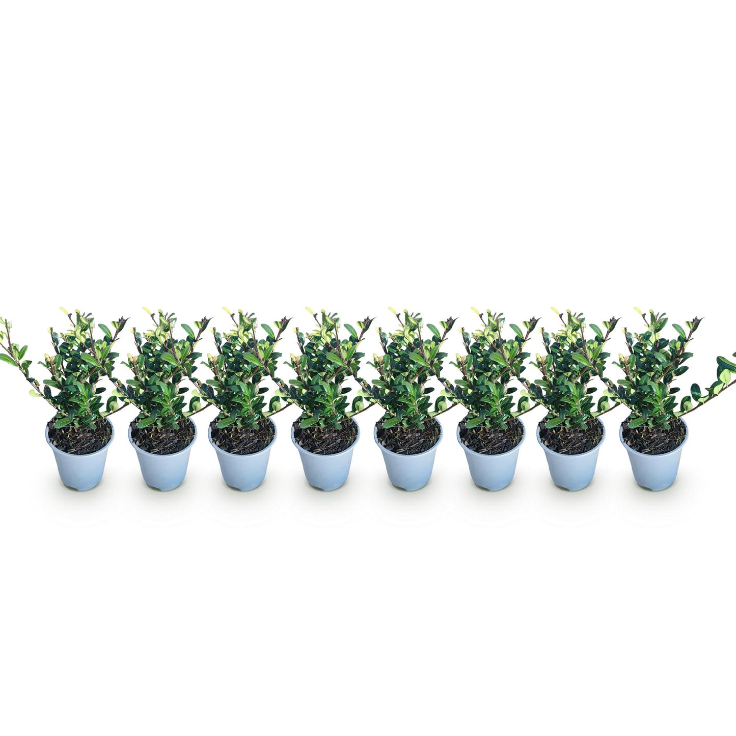 🌿 Ilex crenata ‘Caroline Upright’ | Buxus Vervanger Haag (8 Stuks)
