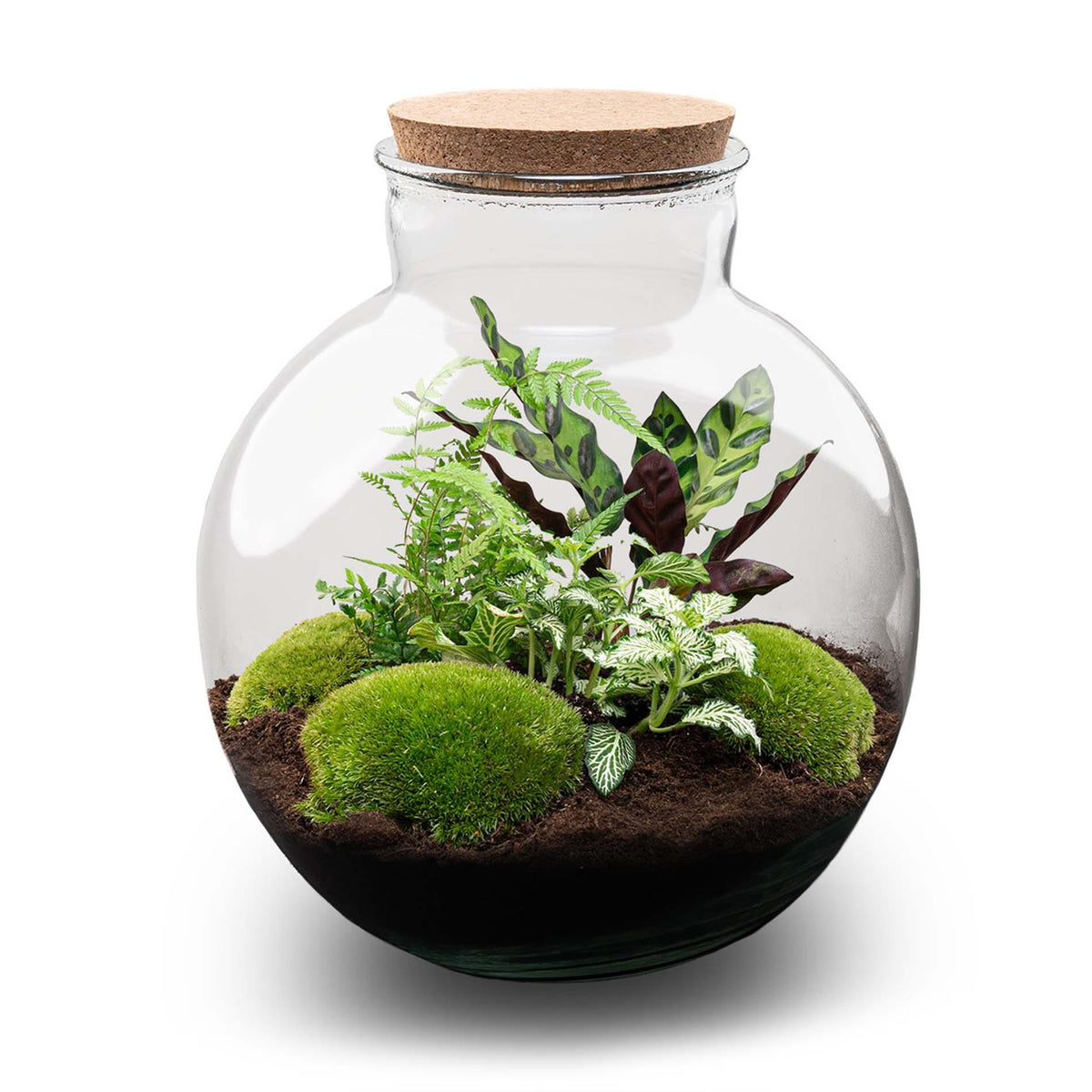 💡 DIY Plantenterrarium met Verlichting – Bolder Bob