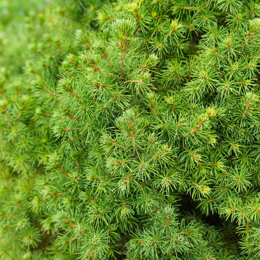 🌲 Picea glauca ‘Perfecta’ – Compacte Sierden, Heldergroen & Winterhard