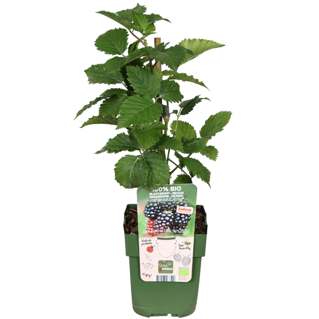 🍓 BIO Fruitplanten Mix ‘Zoete Oogst’ (3 Stuks)