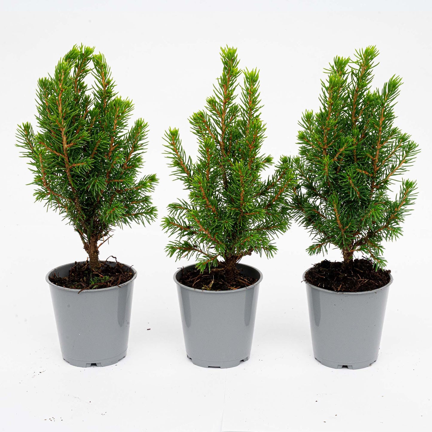 🌲 Picea glauca ‘Perfecta’ kopen | Compacte Dwergspar (3 Stuks)