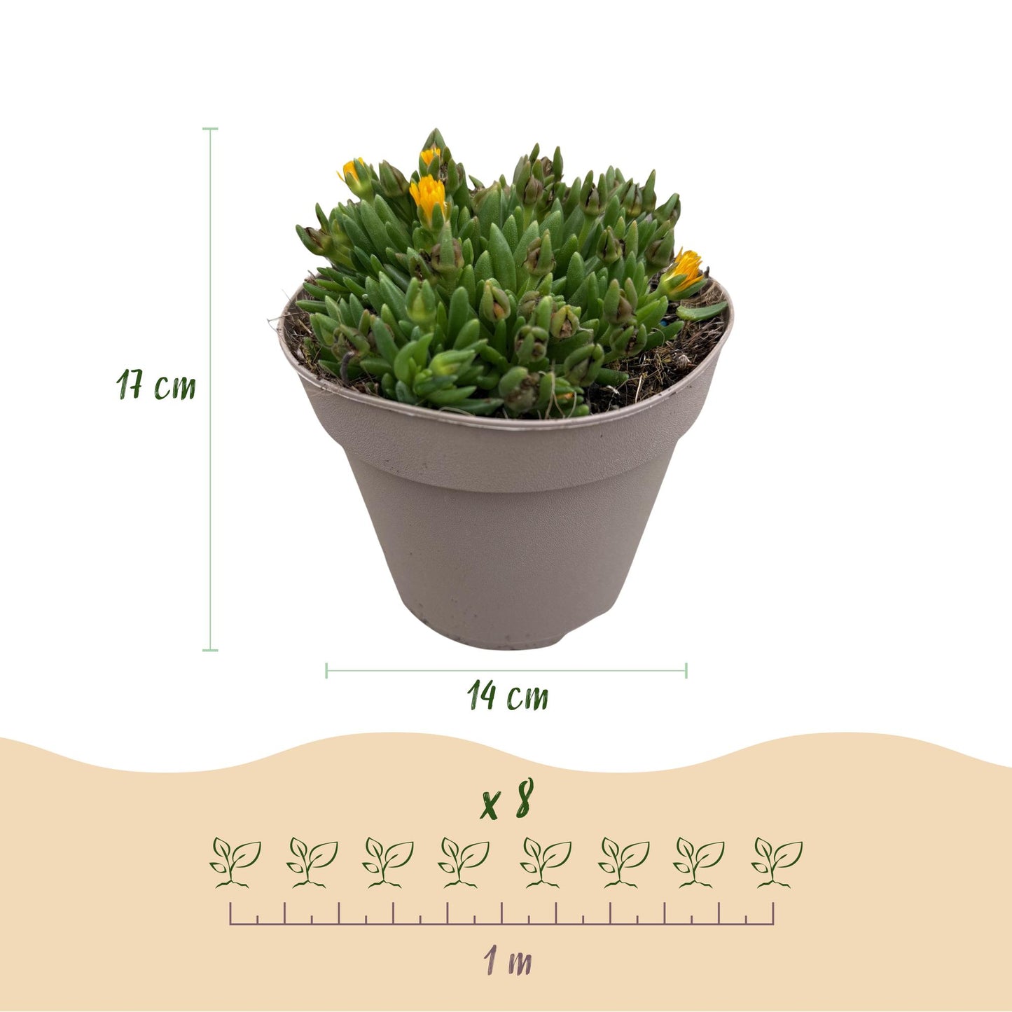 🌸 Bodembedekker Delosperma Mix | Winterharde IJsbloem Mix (8 stuks)