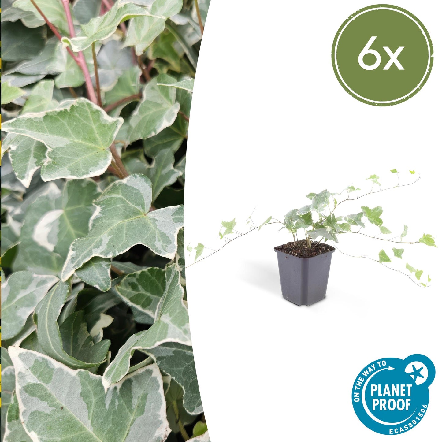 🌿 Hedera helix ‘Glacier’ – Winterharde Klim- en Bodembedekker (6 stuks)