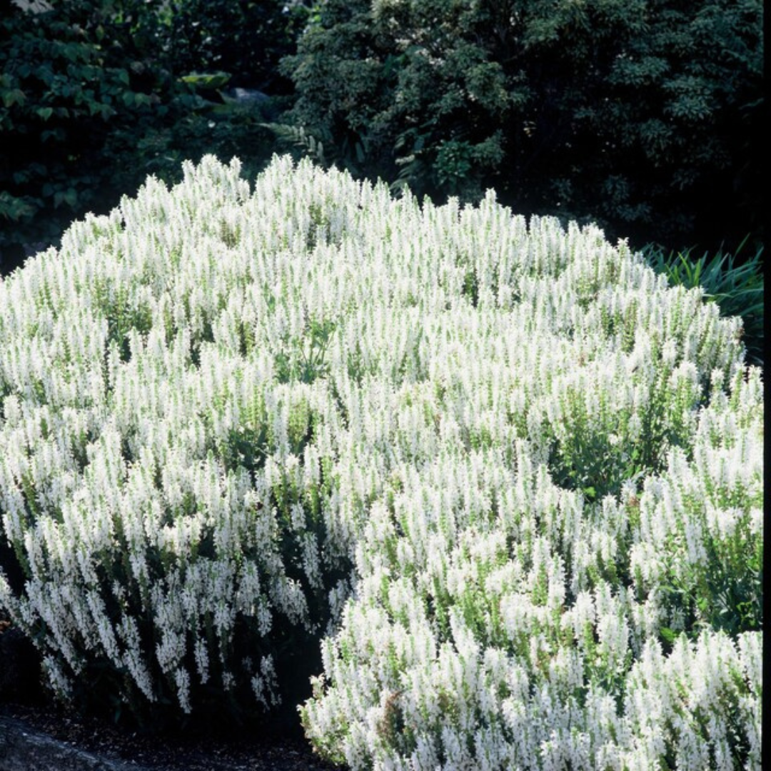 🤍 Salvia nemorosa ‘Schneehügel’ – Witte Vaste Salie | (6 stuks)