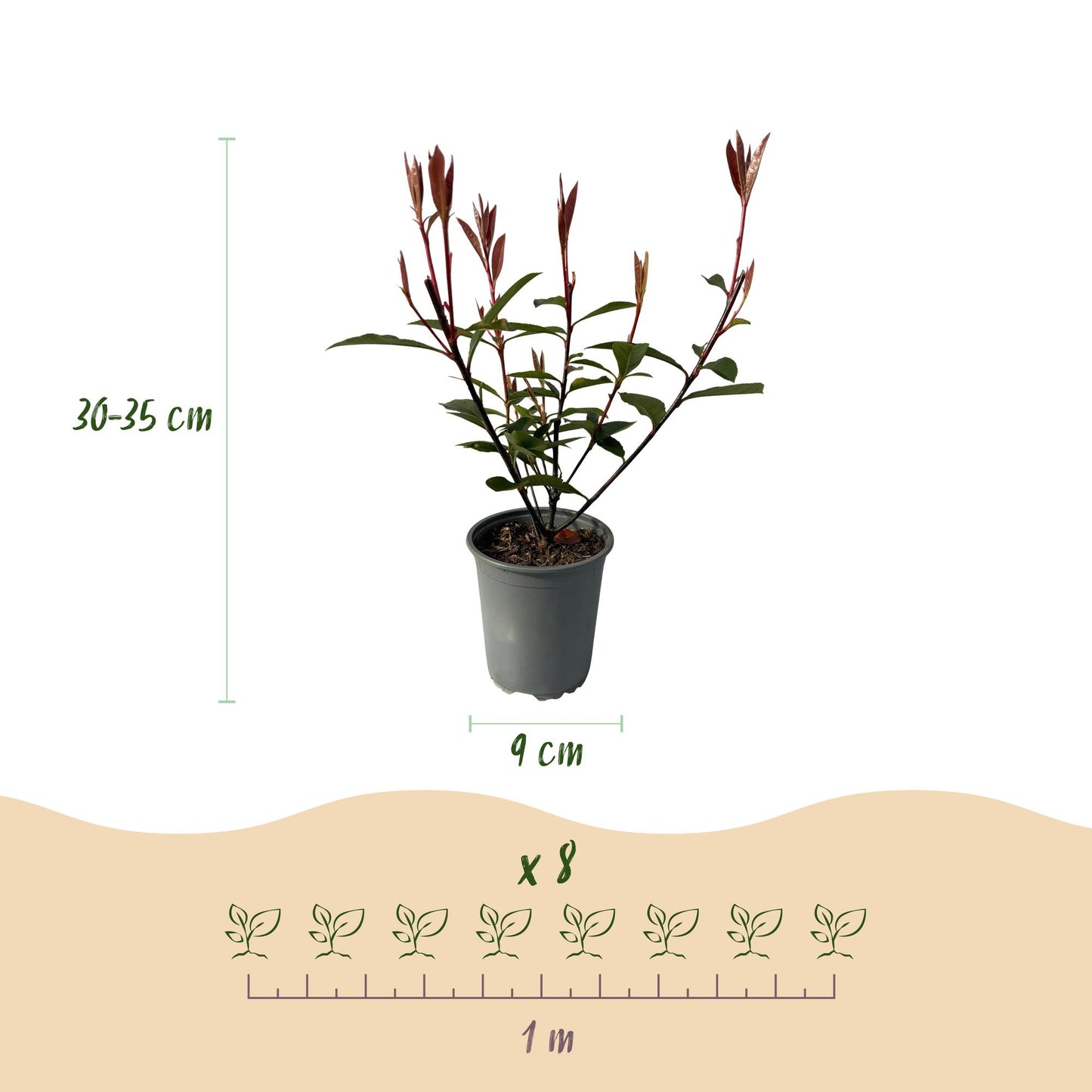 🌿 Photinia fraseri ‘Carré Rouge’ | Haagplant met Rood Blad (8 Stuks)