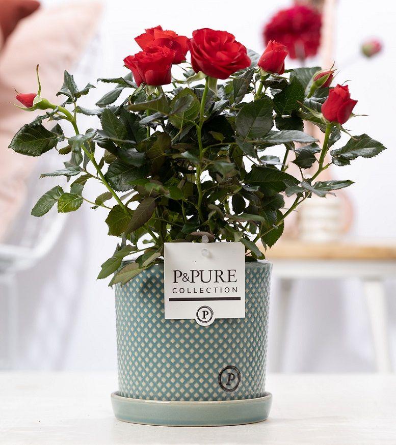 🌹 Rosa ‘Red’ – Rode Kamerroos in Keramische Pot