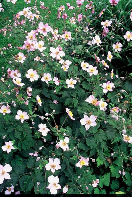 🌸 Anemone tomentosa ‘Robustissima’ – Herfstanemoon (6 Stuks)
