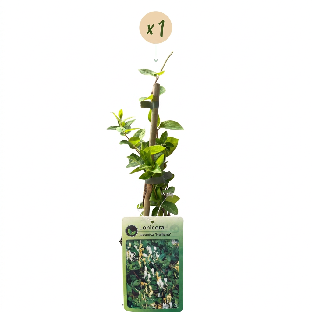 🤍 Lonicera japonica ‘Halliana’ – Japanse kamperfoelie – Wit-gele klimplant