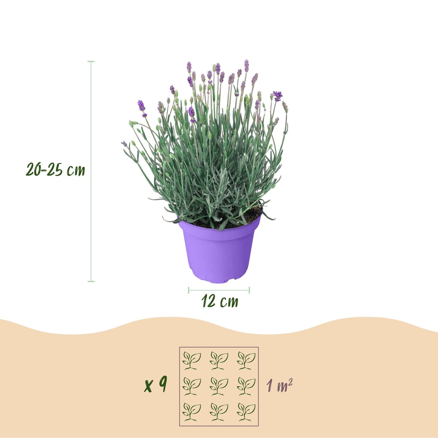 🌿 Lavandula ‘Munstead’ | Lavendel Plant