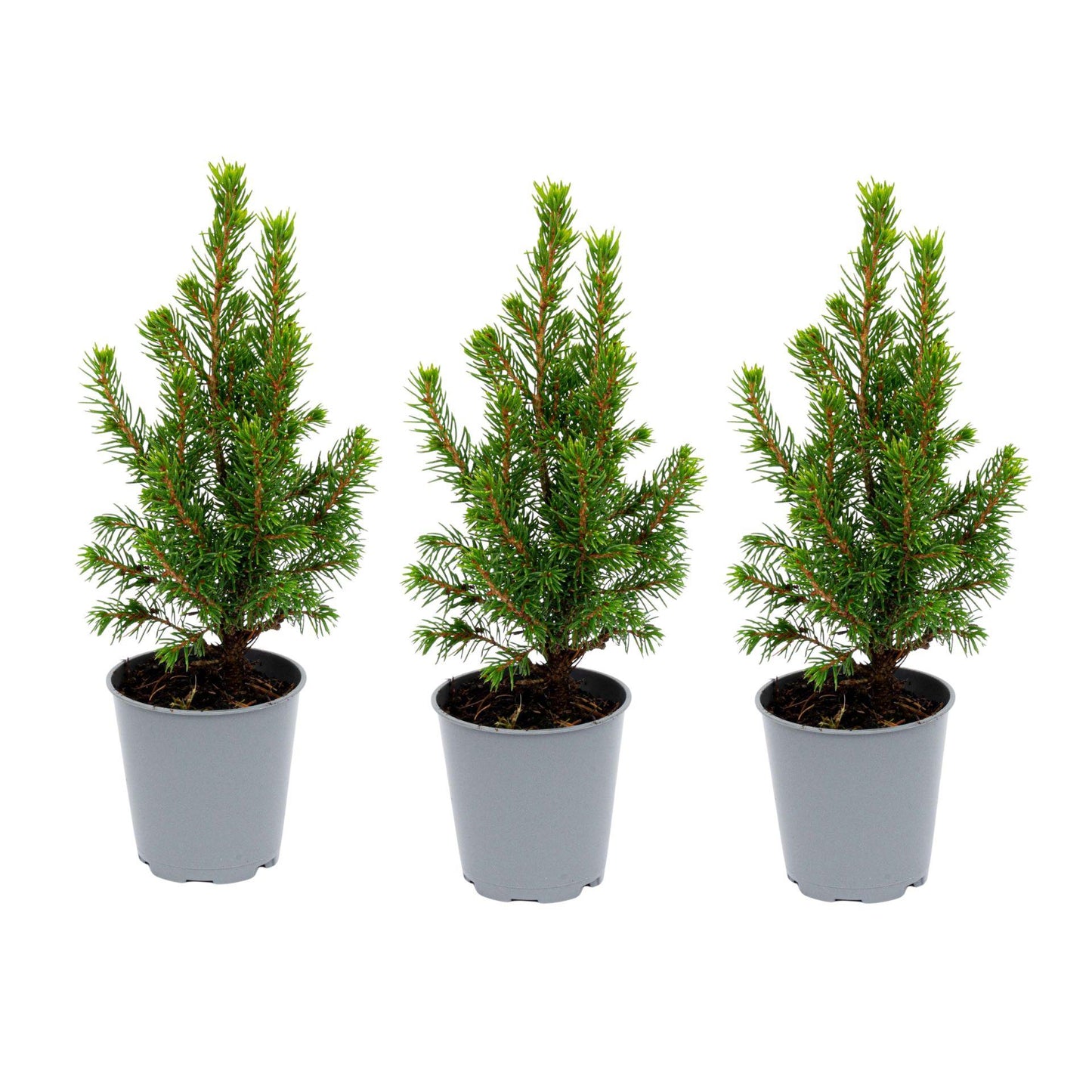 🌲 Picea glauca ‘Perfecta’ kopen | Compacte Dwergspar (3 Stuks)