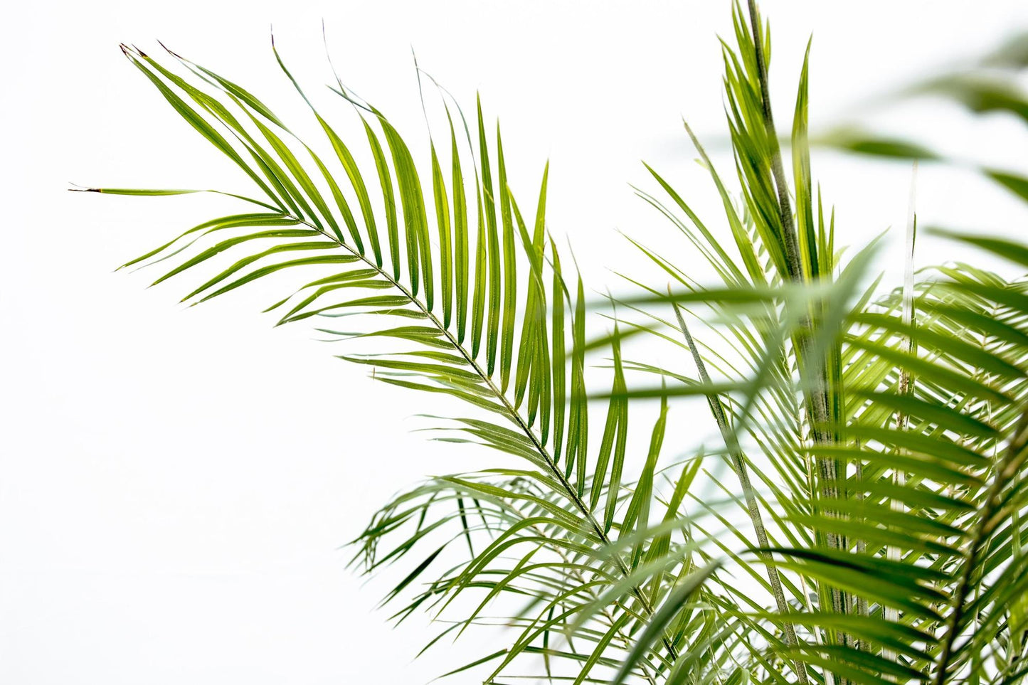 🌴 Phoenix Roebelenii – Elegante Dwergdadelpalm