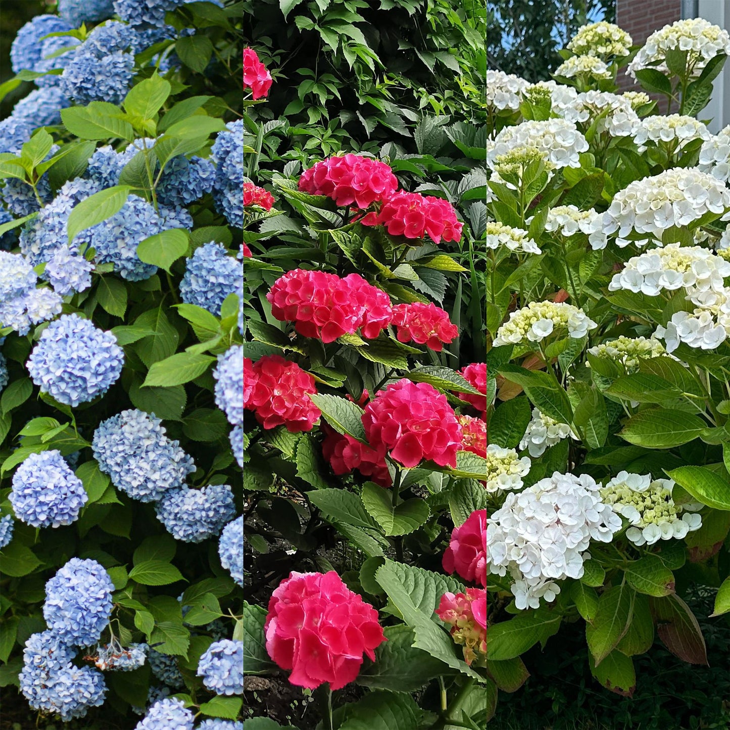 🌸 Hydrangea macrophylla ‘Tricolour’ – Hortensia (3 Stuks)