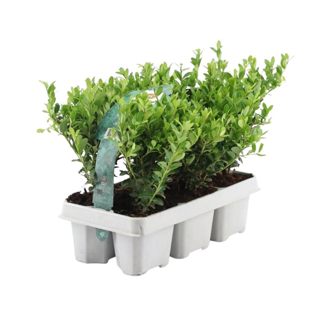 🌿 Ilex crenata ‘Jenny’ | Buxus Vervanger (72 Stuks – 12x 6-pack)