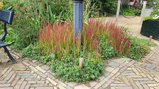 🌾 Imperata cylindrica ‘Red Baron’ | Japans Bloedgras (60 Stuks)
