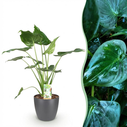 🌿 Alocasia Cucullata | Boeddha’s Hand met Grijze Pot
