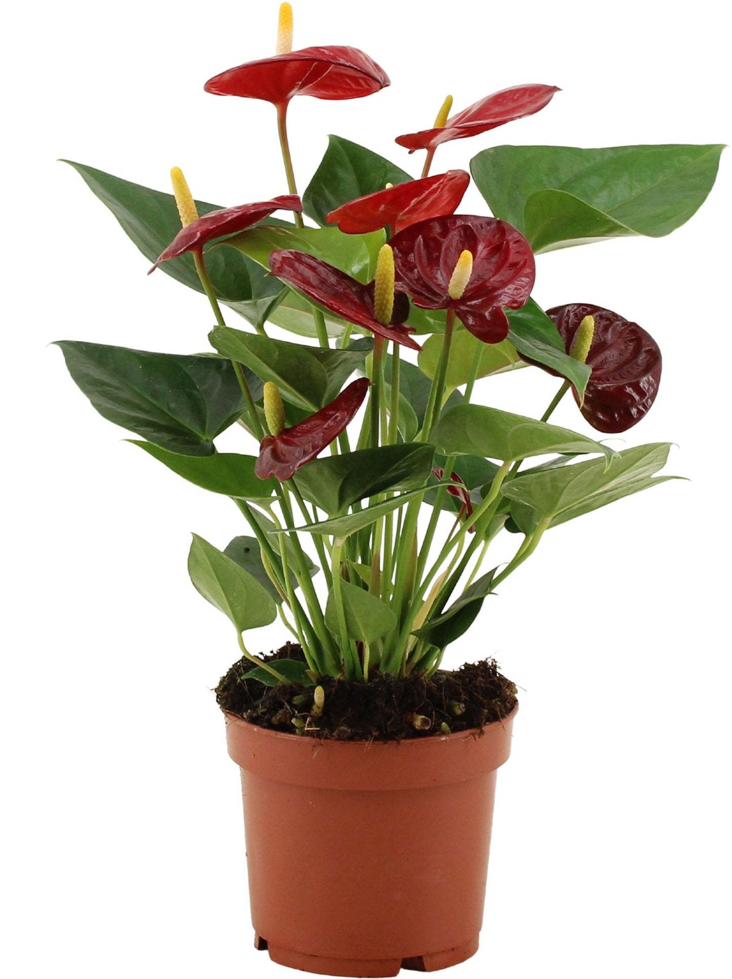 🌺 Anthurium Calon | Bloeiende Kamerplant