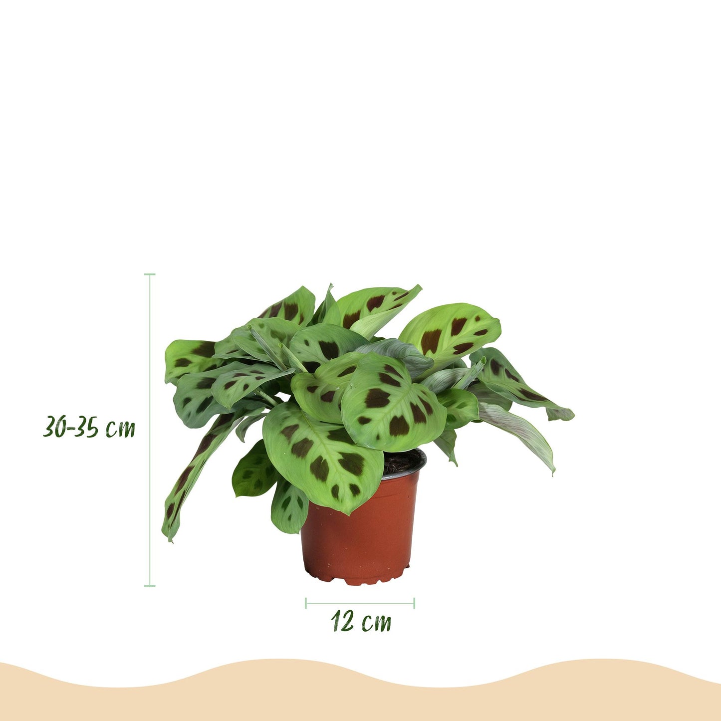 🌿 Maranta Mix | Diervriendelijke Gebedsplanten met Witte Pot (3 stuks)