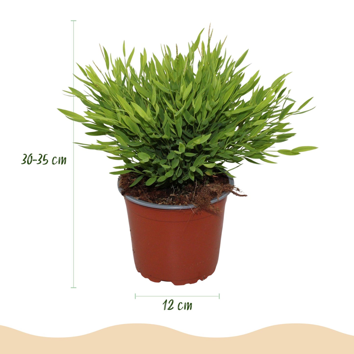 🌿 Pogonatherum ‘Monica’ | Bamboegras Set (2 Stuks)