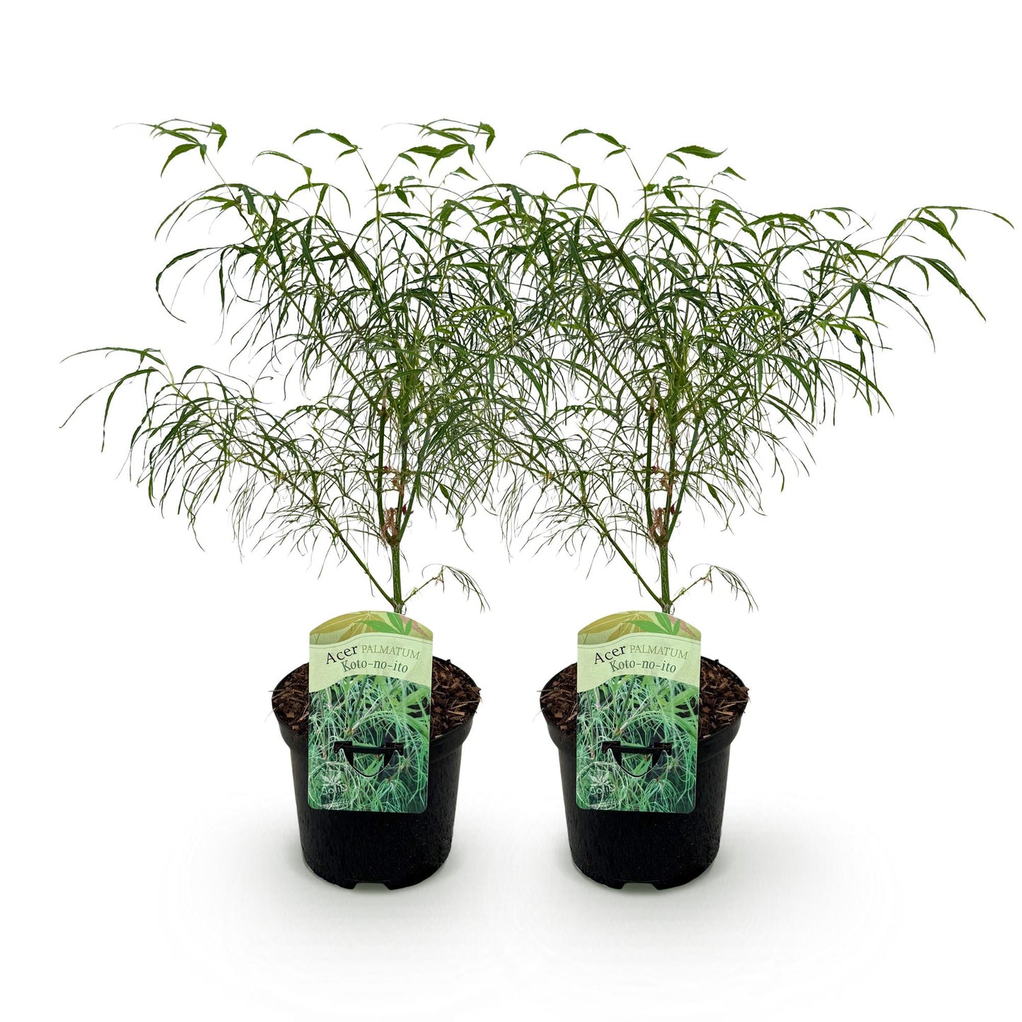 🌳 Acer palmatum ‘Koto-no-ito’ – Japanse Esdoorn